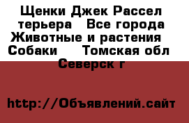 Щенки Джек Рассел терьера - Все города Животные и растения » Собаки   . Томская обл.,Северск г.